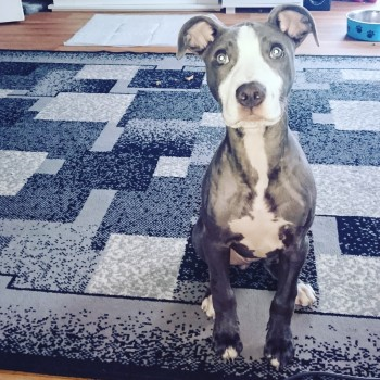 millypod1's tweet photo. 🆘4 MAR 2020. HADES #Lost #PUPPY
Blue & White Staffordshire Bull Terrier Cross Male
#Meir #StokeOnTrent #Staffs #Staffordshire #ST3
nr by #Longton #WestonCoyney #Normacot
#BlytheBridge #Caverswall #A50 PLEASE SHARE😢
https://t.co/DU6I82OhBx https://t.co/wP5xxf5fk4