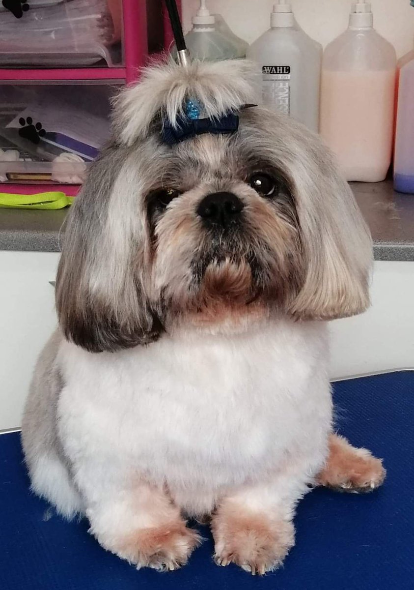 shih tzu action rescue adoption