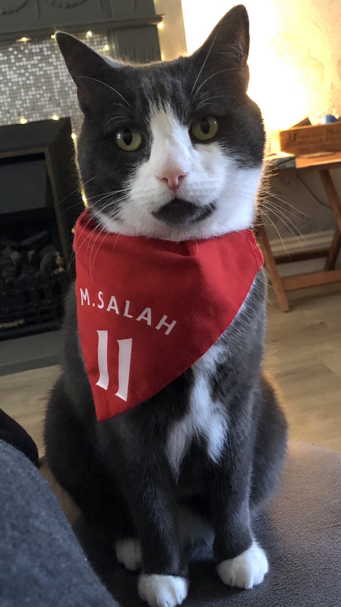 maisiethecatuk's tweet photo. Nervous. Anxious. Hopeful. Here’s hoping @MoSalah can get a couple and take us through! Come on @lfc! #lfc #liveepoolfc #mosalah #championsleague https://t.co/Aoyq5Pu2im
