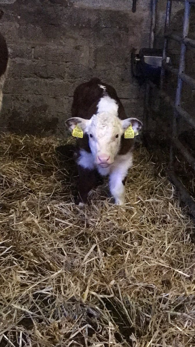 PadraicMckenna's tweet photo. Very pleased how this bull calf is shaping up everyday! Mama is a first time calver &amp; doing her job very well! https://t.co/XBv4ISpgQn