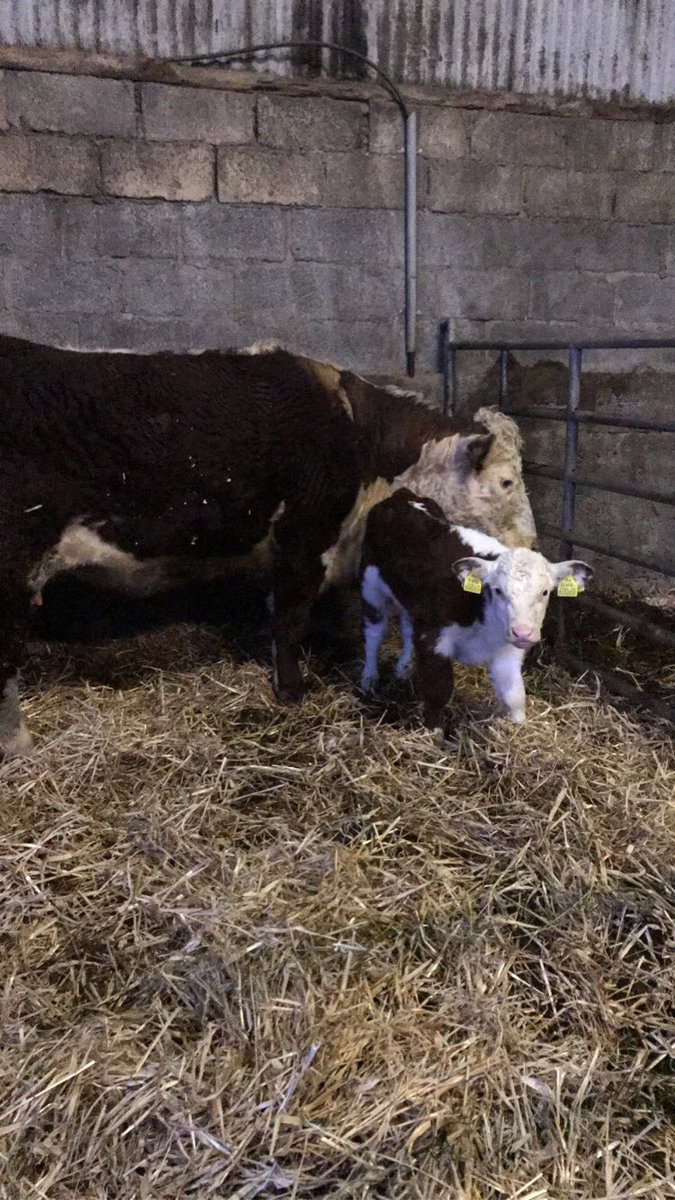 PadraicMckenna's tweet photo. Very pleased how this bull calf is shaping up everyday! Mama is a first time calver &amp; doing her job very well! https://t.co/XBv4ISpgQn