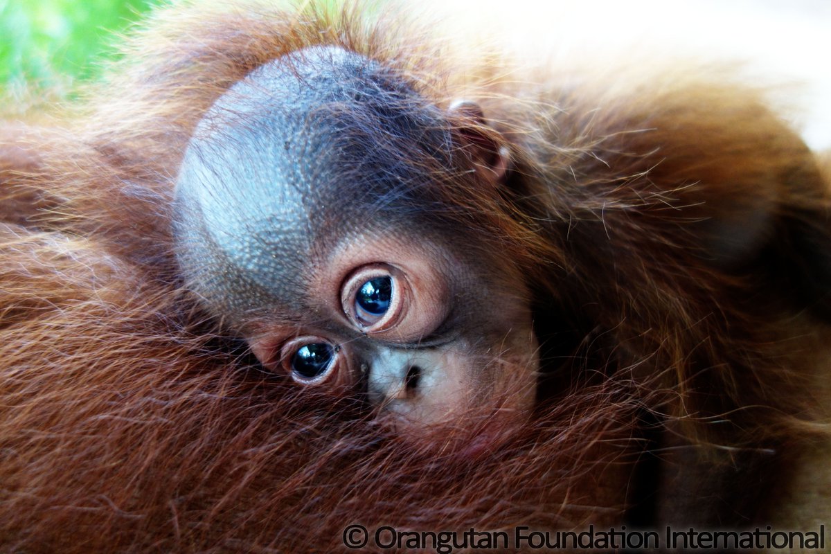 DrBirute's tweet photo. #Callimico females have 2 infants/year(a infant every 6 months). Compare this to the wild #orangutans I study who have on average one infant/7.8 years. Callimico mortality is high.Orangutan infant mortality occurs but is low.There are costs but also advantages to large body size! https://t.co/3Vi0I22pyL
