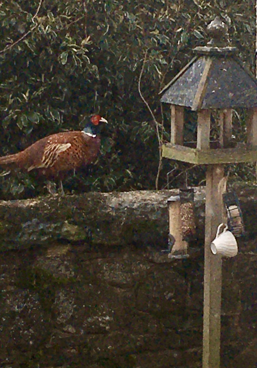 SusanBourne17's tweet image. Our morning visitor 🙂                                   #feedthebirds #birdtable
