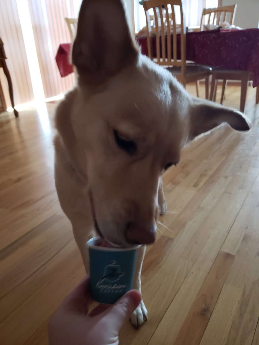 rhagz3131's tweet photo. Maya loves @cariboucoffee time as much as I do. She not only gets to go on a R-I-D-E, but the baristas know her friendly face. She patiently waits for her pup cup until we get home. #LifeIsShort #StayAwakeForIt https://t.co/pciVpIHHPg