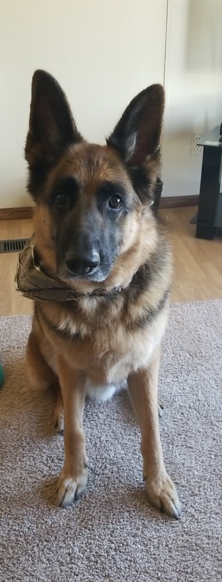 tanya9275's tweet photo. All fresh and clean! #groomingday #nomorestonkyboy #RiddikFinn #DogsofTwittter #GermanShepherd #GSD #HappyPose #SeriousPose https://t.co/VxLwwNra2S