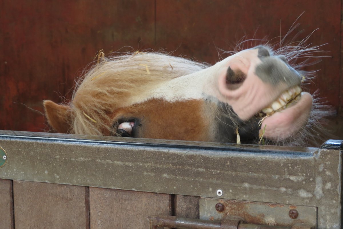 equinepathwaysuk tweet media