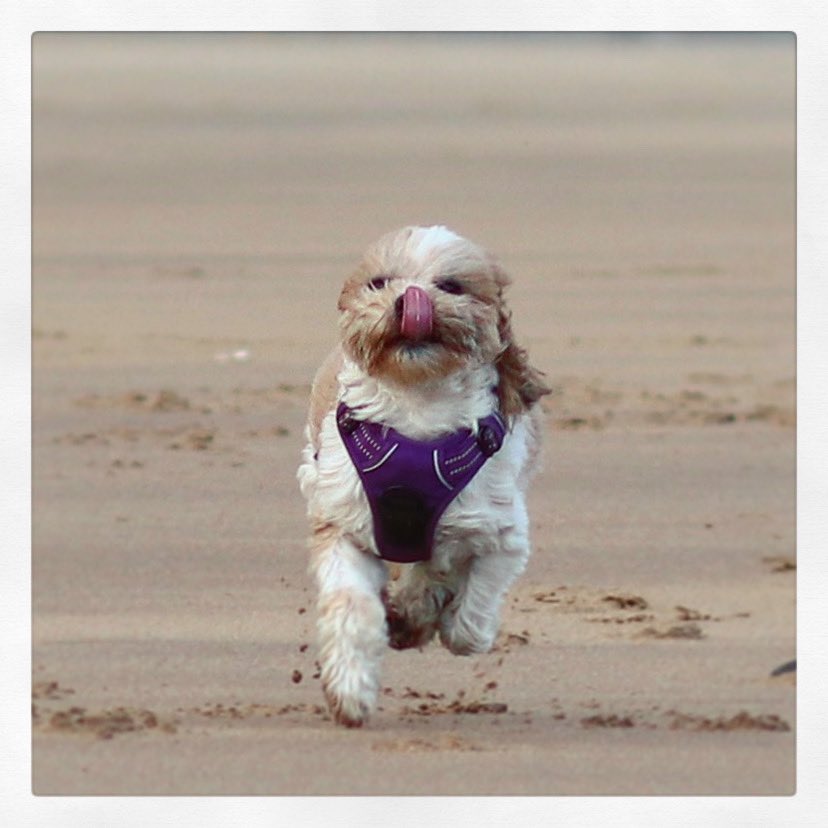 Puhthepuppy's tweet photo. My sister is disgusting - she licked the zomb! #beach #beachlife #ZSHQ #tongueouttuesday #cute #puppy #dogsoftwitter #walkies #pawpatrol #zombfreezone #family #sisters #runfree #SheIsTei🐶🐾💕 https://t.co/vVImHiZFUj