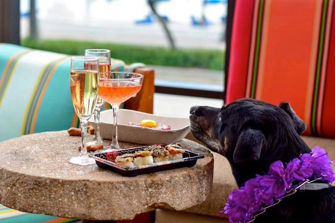 Bark Brunch 🐕 Sunday, March 22 🐶

$5 Tito's | $40 Bottomless Bubbles bar feature Veuve, Moët &amp; Perrier-Jouët.
Purchase a dog toy to benefit rotating no-kill shelters. 

facebook.com/events/2534277…
