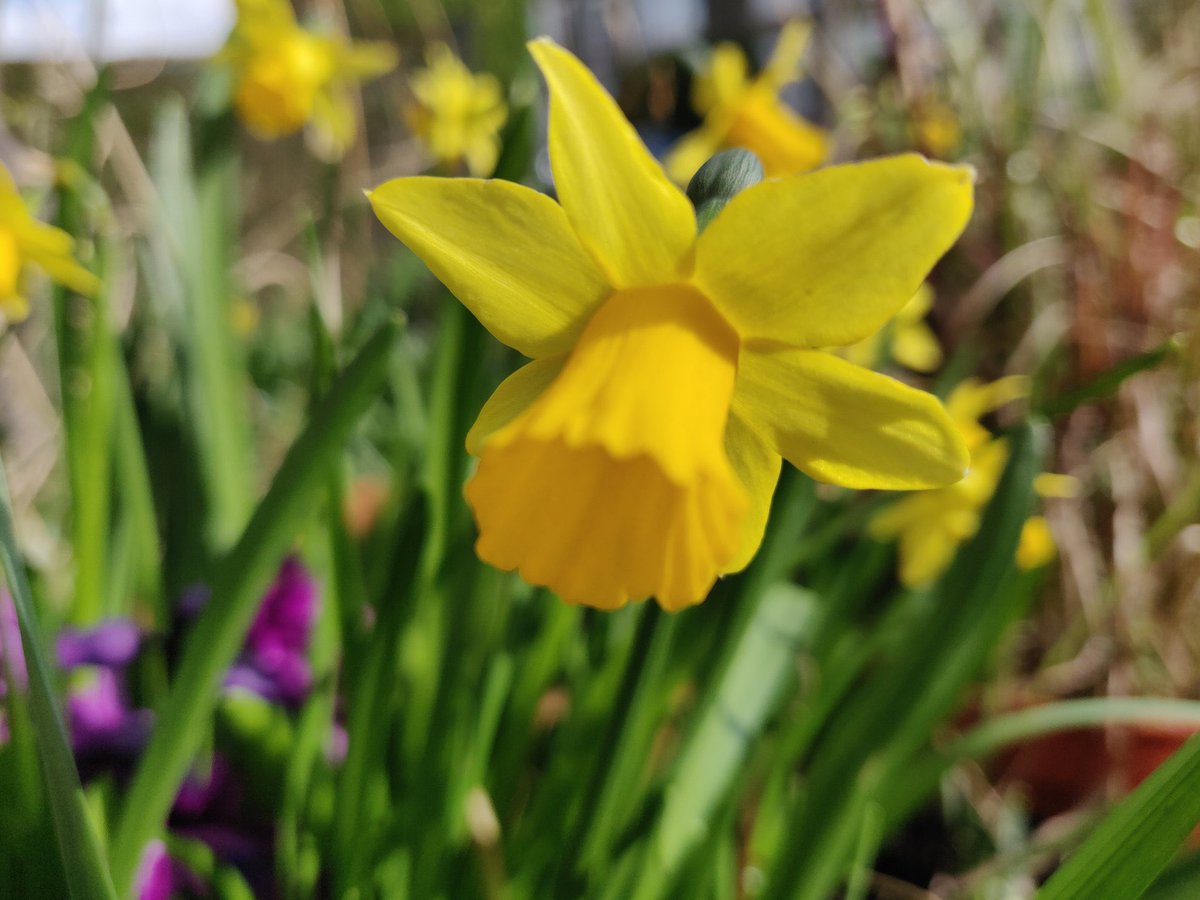 summerstown182's tweet image. GREAT NEWS! All these stunning photos of historic #BloomingTooting daffs in this unprecedented #SpringUprising will be displayed at an exhibition this autumn in the world famous @TootingMarket They’re still popping out all over SW17 so keep  those pics coming! #flowertothepeople