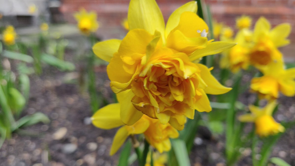 summerstown182's tweet image. GREAT NEWS! All these stunning photos of historic #BloomingTooting daffs in this unprecedented #SpringUprising will be displayed at an exhibition this autumn in the world famous @TootingMarket They’re still popping out all over SW17 so keep  those pics coming! #flowertothepeople