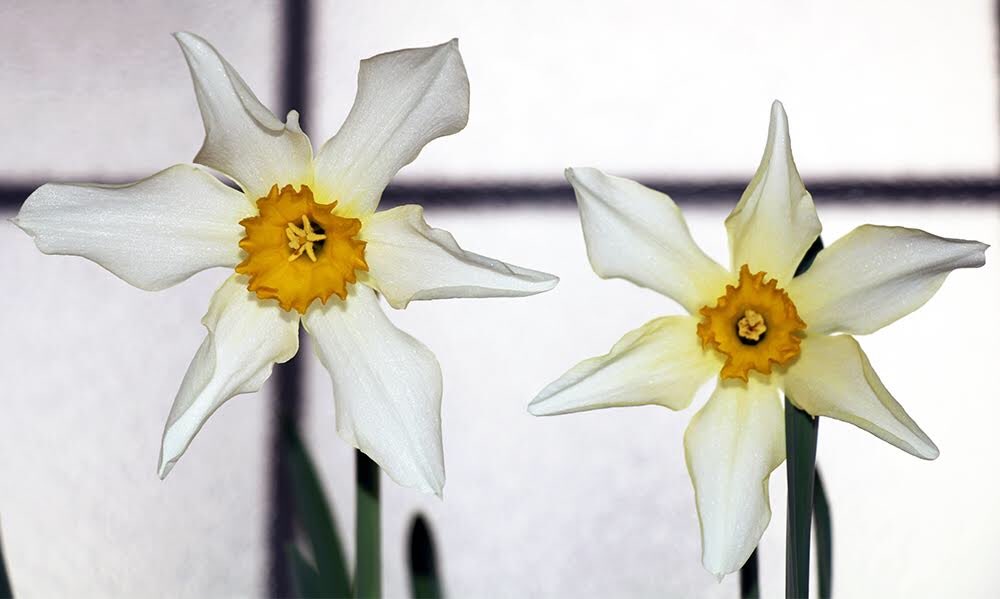 summerstown182's tweet image. GREAT NEWS! All these stunning photos of historic #BloomingTooting daffs in this unprecedented #SpringUprising will be displayed at an exhibition this autumn in the world famous @TootingMarket They’re still popping out all over SW17 so keep  those pics coming! #flowertothepeople