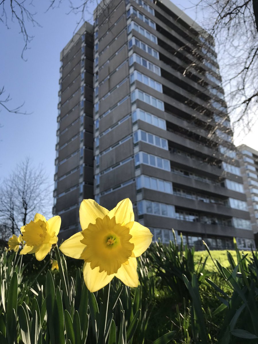 summerstown182's tweet image. GREAT NEWS! All these stunning photos of historic #BloomingTooting daffs in this unprecedented #SpringUprising will be displayed at an exhibition this autumn in the world famous @TootingMarket They’re still popping out all over SW17 so keep  those pics coming! #flowertothepeople