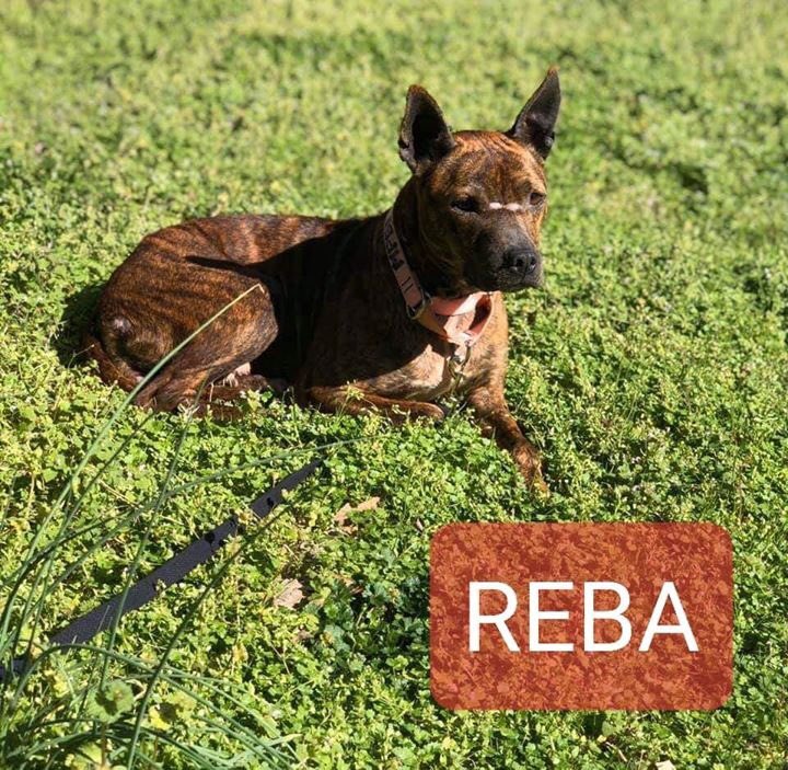 themeritpitbull's tweet photo. BIG NEWS
8 dogs have been rescued from extreme conditions & have found safety + security in #MPBF foster homes BUT we could use a sloo of collars, MEDS & fun things that these babies are still unfamiliar w.
For more info & to donate https://t.co/BitmJPeLFq or visit us on FB https://t.co/FUway6k8OE