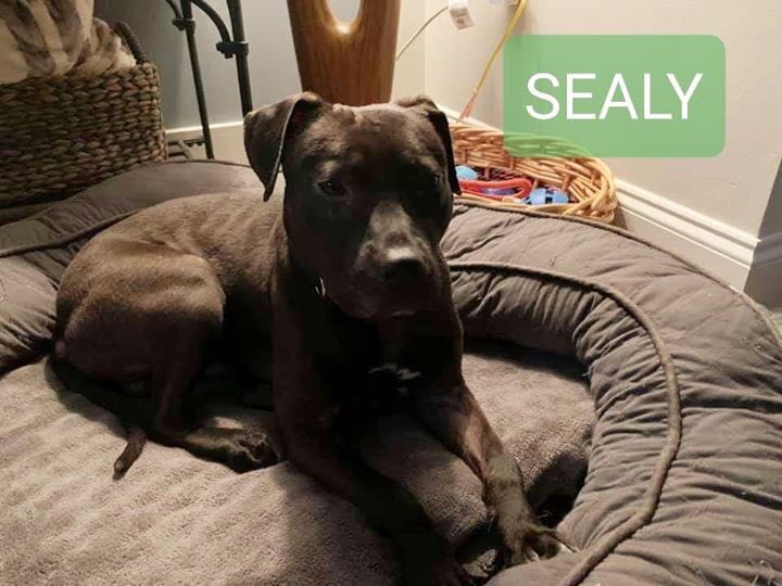 themeritpitbull's tweet photo. BIG NEWS
8 dogs have been rescued from extreme conditions & have found safety + security in #MPBF foster homes BUT we could use a sloo of collars, MEDS & fun things that these babies are still unfamiliar w.
For more info & to donate https://t.co/BitmJPeLFq or visit us on FB https://t.co/FUway6k8OE