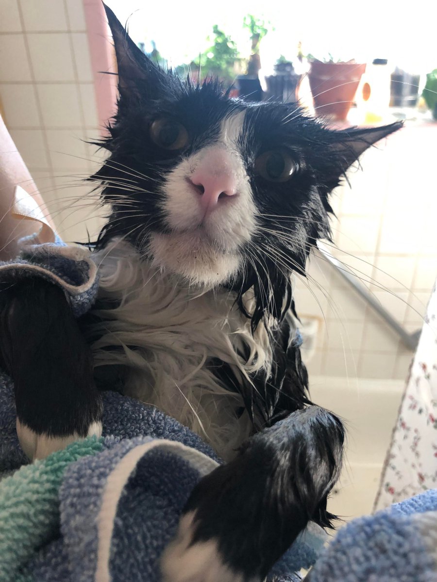 MeowMoeDotCom's tweet photo. #Ser #Pawdrick #Payne looking a little #Defeated
#Cats #Cat #Kittens #Kitten #Kitty #Pets #Pet #Meow #Moe #CuteCats #CuteCat #CuteKittens #CuteKitten #MeowMoe
https://t.co/2JDRyHbalf
. https://t.co/s9maXw8LMm