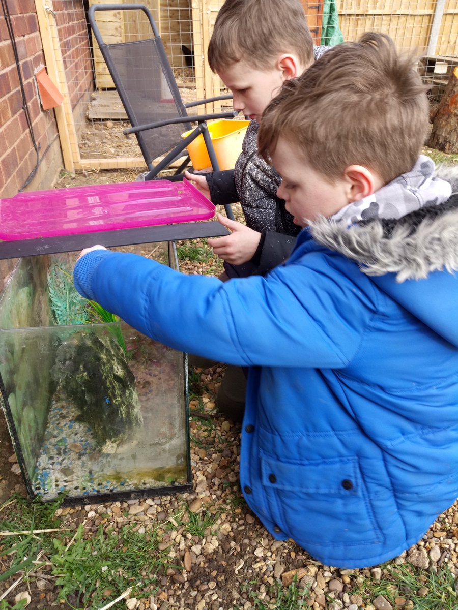 maxinelisa185's tweet photo. Weve had a frog finding day today, 2 speckled frogs are safe in their new home! https://t.co/1jSlCElHwM