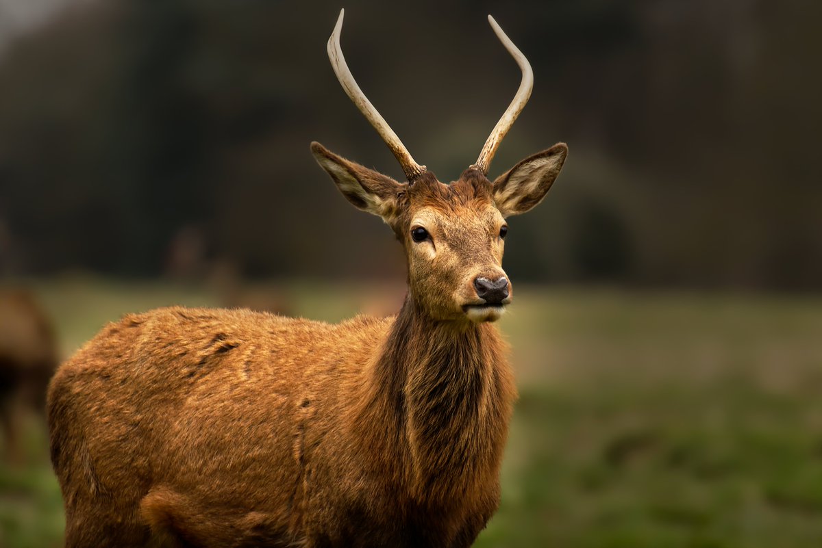 Beautiful Deer from Bushy Park. There will be a lot more like this as this channel changes.

Please RETWEET and follow if you LIKE! Thanks!! 😍👍

.<a href="/jptb2017/">Steve Robinson</a> .<a href="/janeyh41/">Jane Haslam</a>