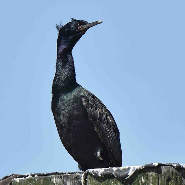 #waterbirdwednesday
A Pelagic cormorant by Alan Lenk from our 2019 Venture to Washington State.

Pelagic Cormorants are one three widespread species of Pacific cormorants.  Can you name the other two?

ift.tt/2IBKs23
#venturesbirdingtours #pela… ift.tt/2ICY5OD