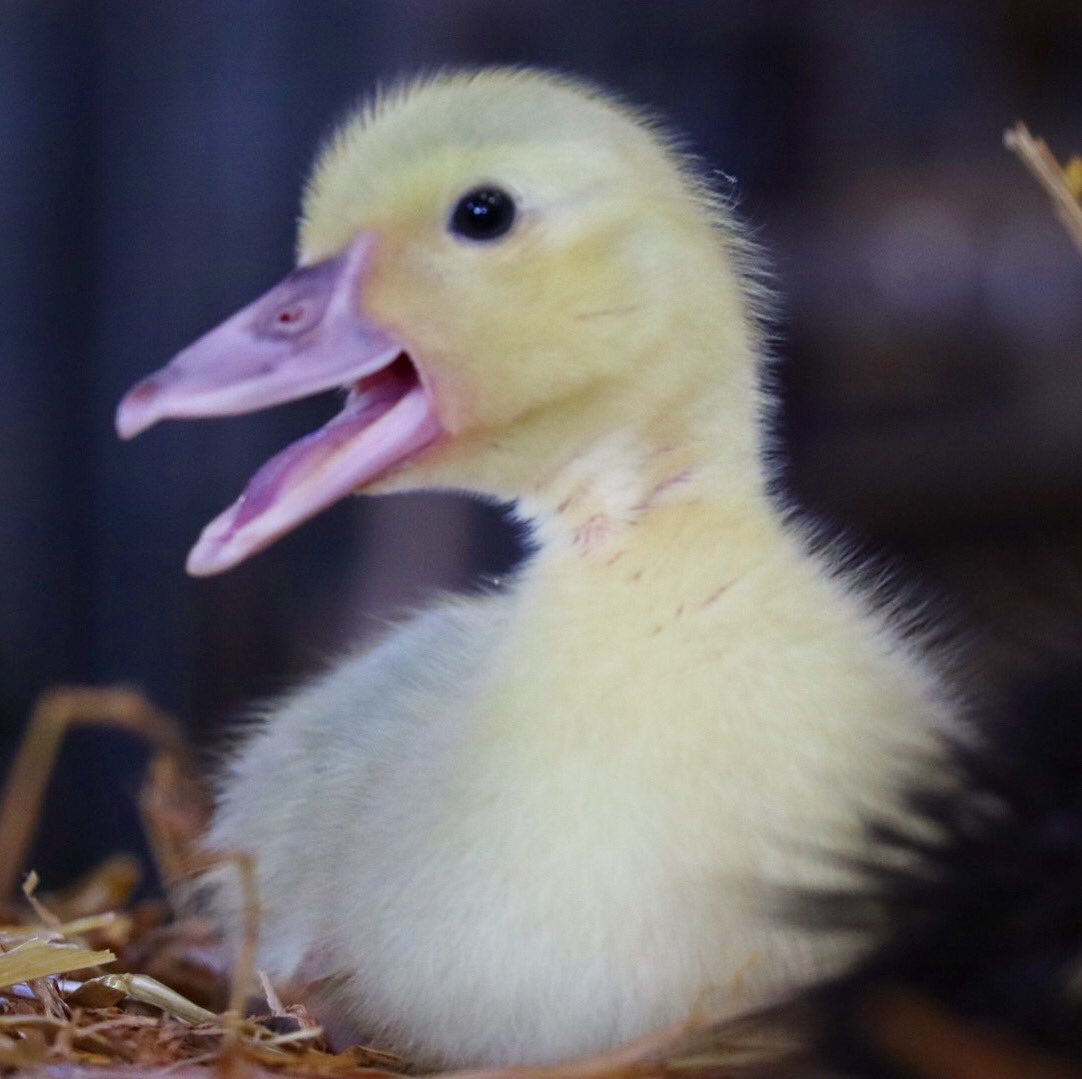So good to be back at the farm today, can’t believe how quickly our babies are growing up. 

#caenhillcc #duckling #muscovyduckling #babyanimals #farmanimals #farm #growing #growingtoofast