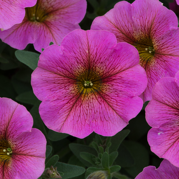 WonderPlants tweet picture