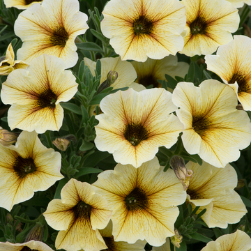 WonderPlants tweet picture