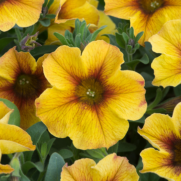 WonderPlants tweet picture
