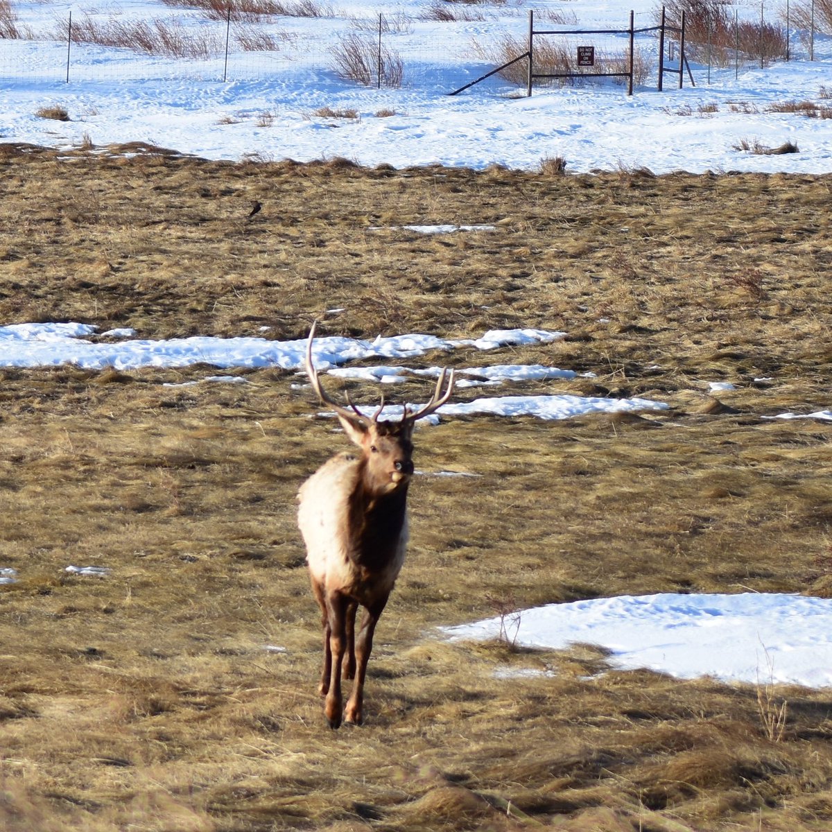 jtorrisi's tweet photo. Came across this fella today.
#rockymountainnationalpark #WildlifeWednesday #mountain https://t.co/MEjiTfDQO9
