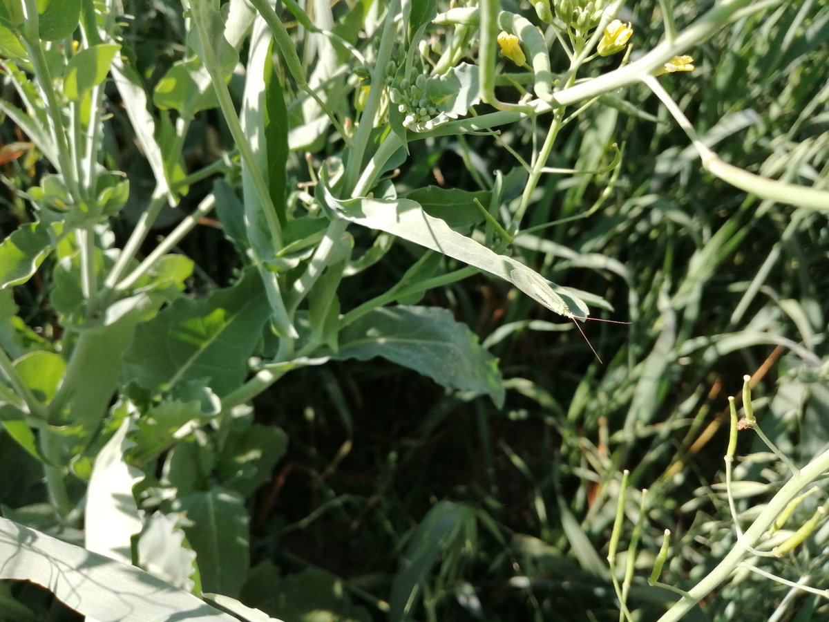 OvandoRaus's tweet photo. Siembra de policultivos, en Ciénega de Zimatlan, Oaxaca, genera gran cantidad de biomasa, 40 T promedio en forraje verde, pero además diversifica los insectos benéficos. @bramaccimmyt
@Carcito
@ACCIMMYT
@Agricultura_mex https://t.co/Nyn18BAVgE