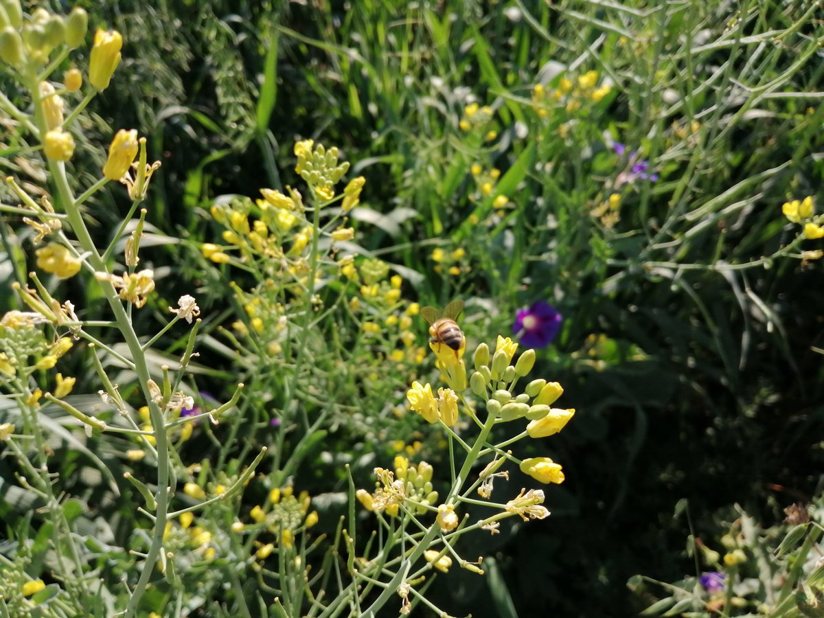 OvandoRaus's tweet photo. Siembra de policultivos, en Ciénega de Zimatlan, Oaxaca, genera gran cantidad de biomasa, 40 T promedio en forraje verde, pero además diversifica los insectos benéficos. @bramaccimmyt
@Carcito
@ACCIMMYT
@Agricultura_mex https://t.co/Nyn18BAVgE