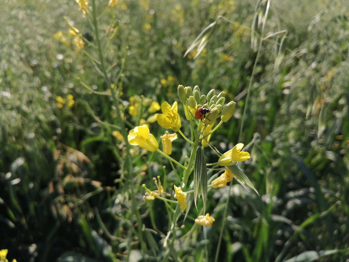 OvandoRaus's tweet photo. Siembra de policultivos, en Ciénega de Zimatlan, Oaxaca, genera gran cantidad de biomasa, 40 T promedio en forraje verde, pero además diversifica los insectos benéficos. @bramaccimmyt
@Carcito
@ACCIMMYT
@Agricultura_mex https://t.co/Nyn18BAVgE