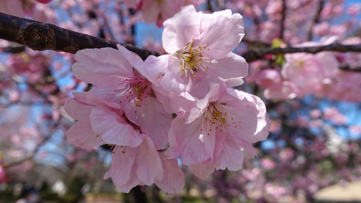 C'est reparti pour les sakura ! (Shinjuku Gyoen)