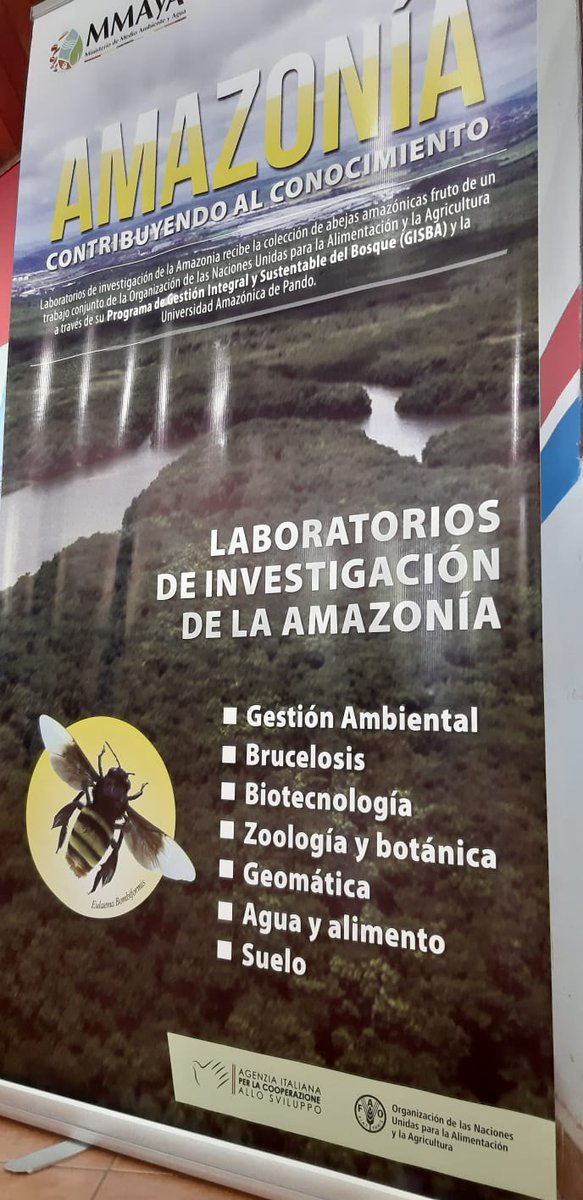 AICS_lapaz's tweet photo. @AmbienteyAgua @FAOBolivia y @aics_it presentaron la primera colección de abejas polinizadoras de la castaña en Bolivia, un aporte pionero a la producción agrícola del país. #UAP Universidad Amazónica de Pando @ItalyinBolivia @cooperazione_it 

https://t.co/kYLAYGJuip https://t.co/LMiTQAee4g