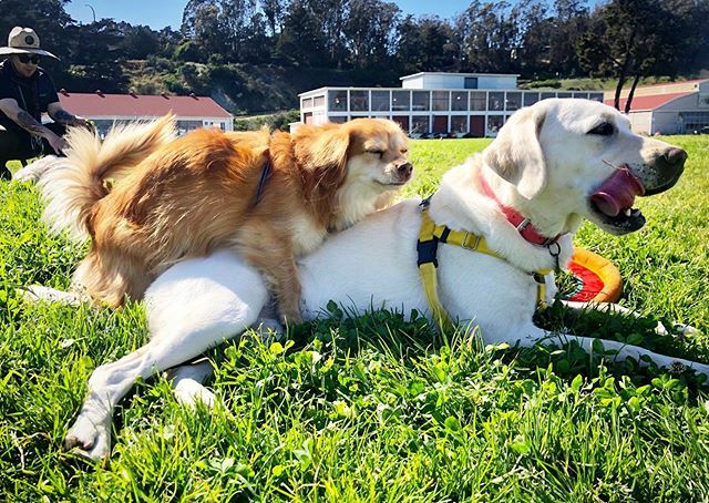 Some habits die hard (that’s what she said🙄). #humpday #michaelscott #theoffice . . #throwback #whatsoldisnewagain #hesback #spanielmix #labradorretriever #whitelab #friendsandneighbors #dogsofsanfrancisco #loveisintheair ift.tt/2wMAYys