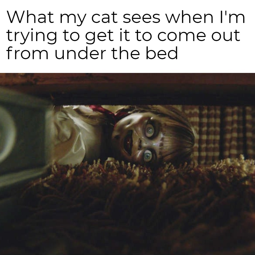bouncingmuffin's tweet photo. What my cat sees when I'm trying to get it to come out from under the bed #cat #meme https://t.co/zy9UWntQlb