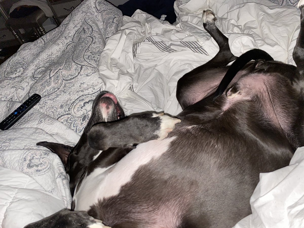 sherry_cavezza's tweet photo. I think he may be broken! 🤣💕 https://t.co/FBbeJTZChS