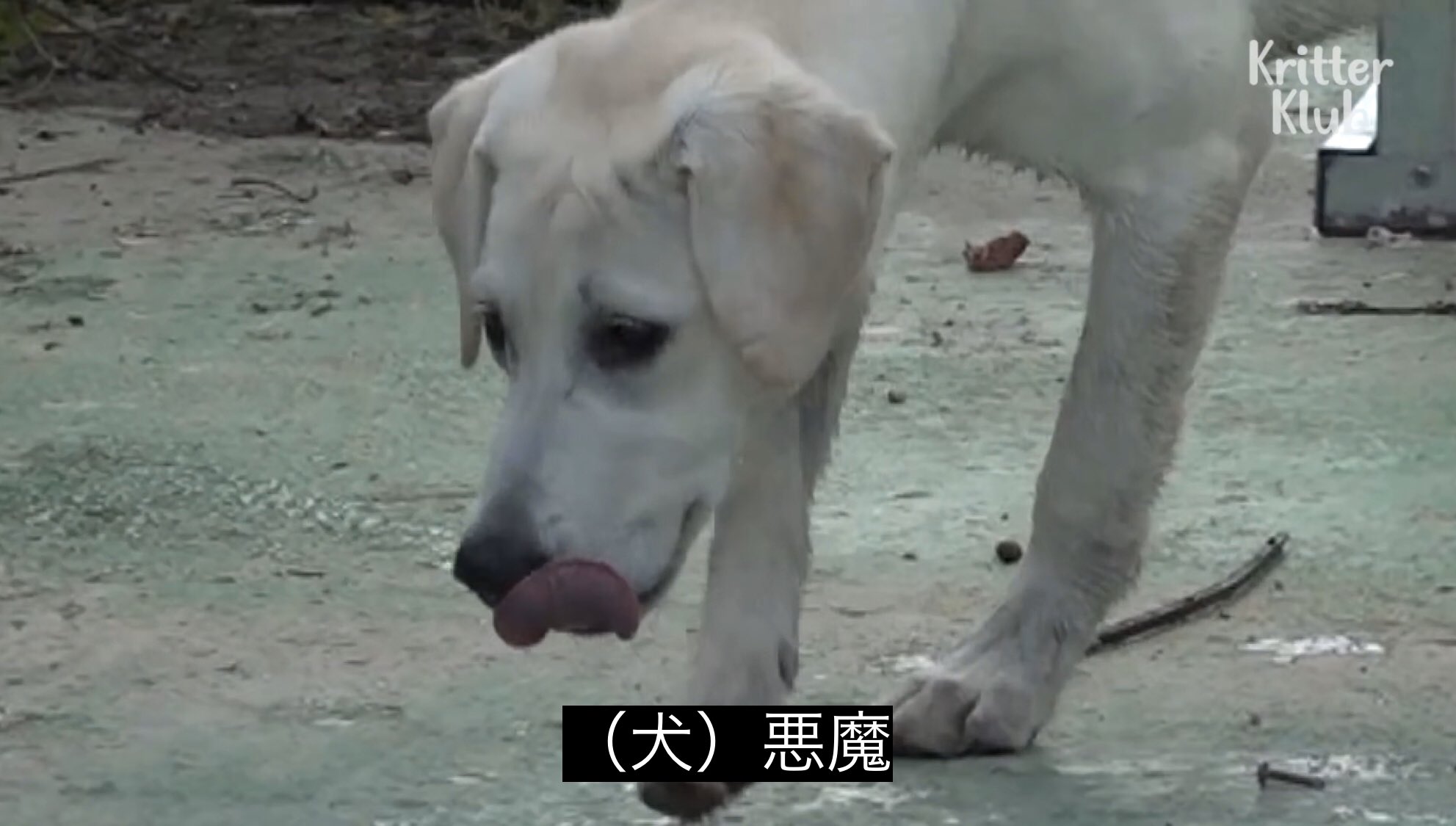 どうぶつ動画字幕bot 犬 悪魔https T Co Ug71z4jamp Twitter