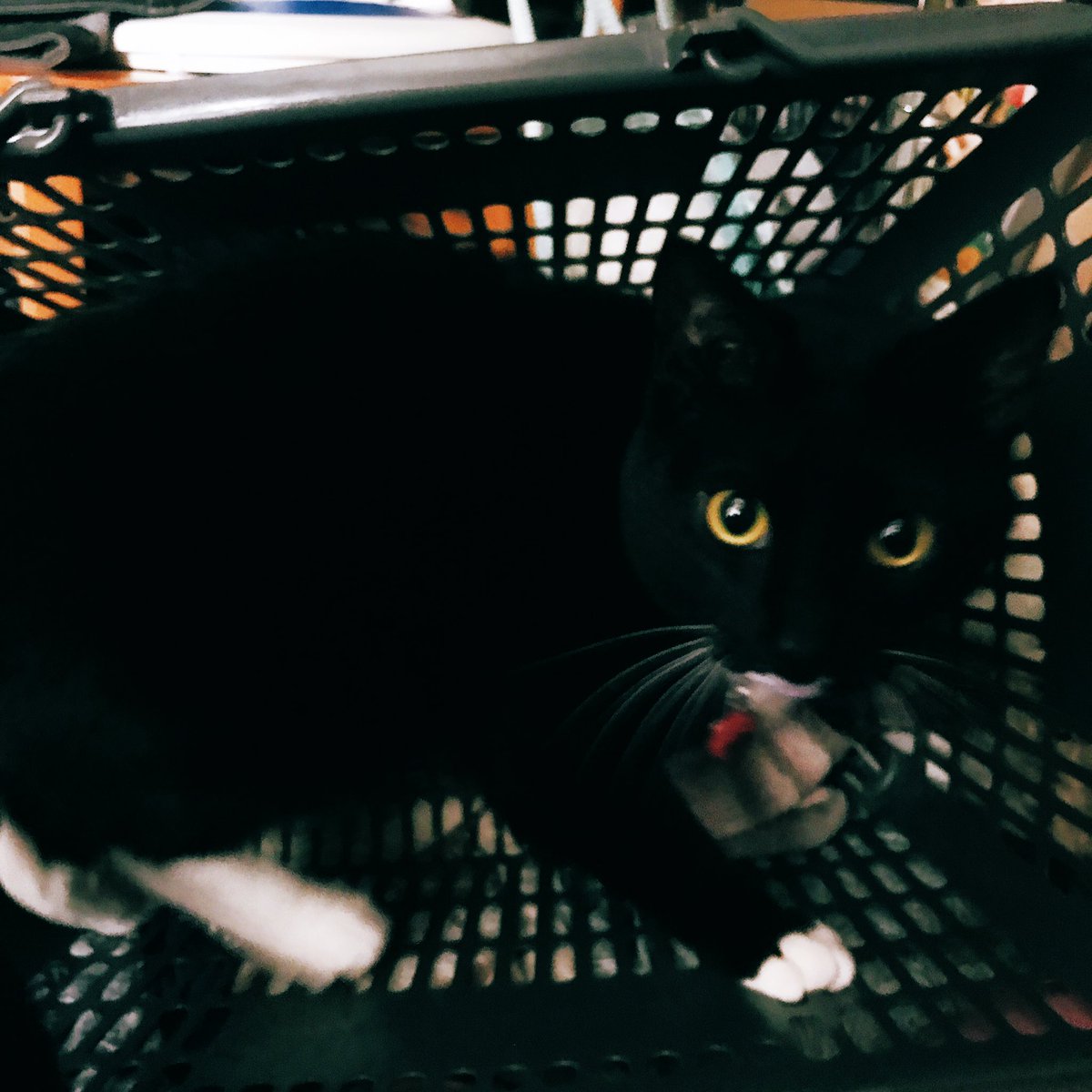 フク ネコ Sur Twitter 今日のフク 戦闘態勢 ヤル気満々 いや そうではなく 早く退いてください 猫 ネコ 戦闘態勢 やる気満々 ではなく どいて 今日 フク 遊びたい Cat Today 黒猫 靴下猫 保護猫 T Co V7xbzluvug