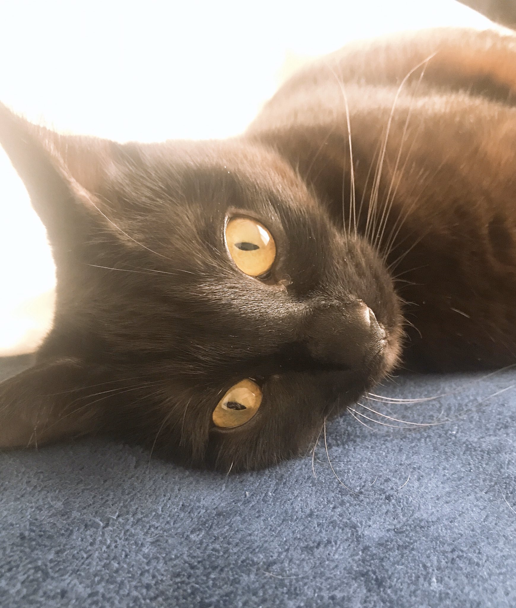 ট ইট র 山下 華蓮 これぞキャッツアイて感じのお目目 きらきら きれいね と思った瞬間暴れ毛玉になった かわいいなあ もう 癒されました