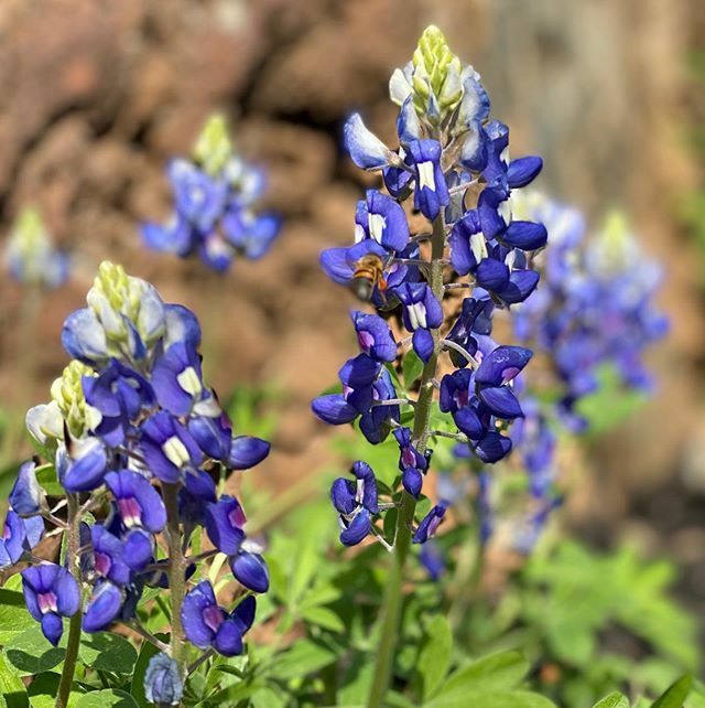 Bluebonnets are poppin’ and the bees are buzzin’. They will all survive a late freeze, but we won’t. Maybe there’s not a late freeze this year?! Could we really be THAT lucky? 🙏🏻☀️🌱 ift.tt/2vcIRNa