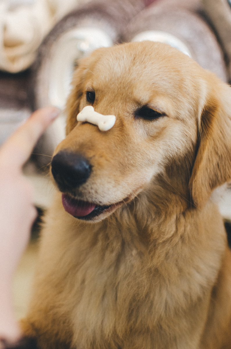 It's all about balance. 

Especially when it comes to their diet. Our recipes are designed to help your pet ace their veterinary check-ups—by a veterinarian. Learn about our nutrition philosophy and our founders: mysquarepet.com/about/