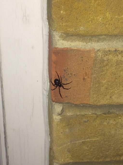 Look 👀 at this big ol fucking spider 🕷 outside my house. 😳🤗 https://t.co/NlvekGGjFl