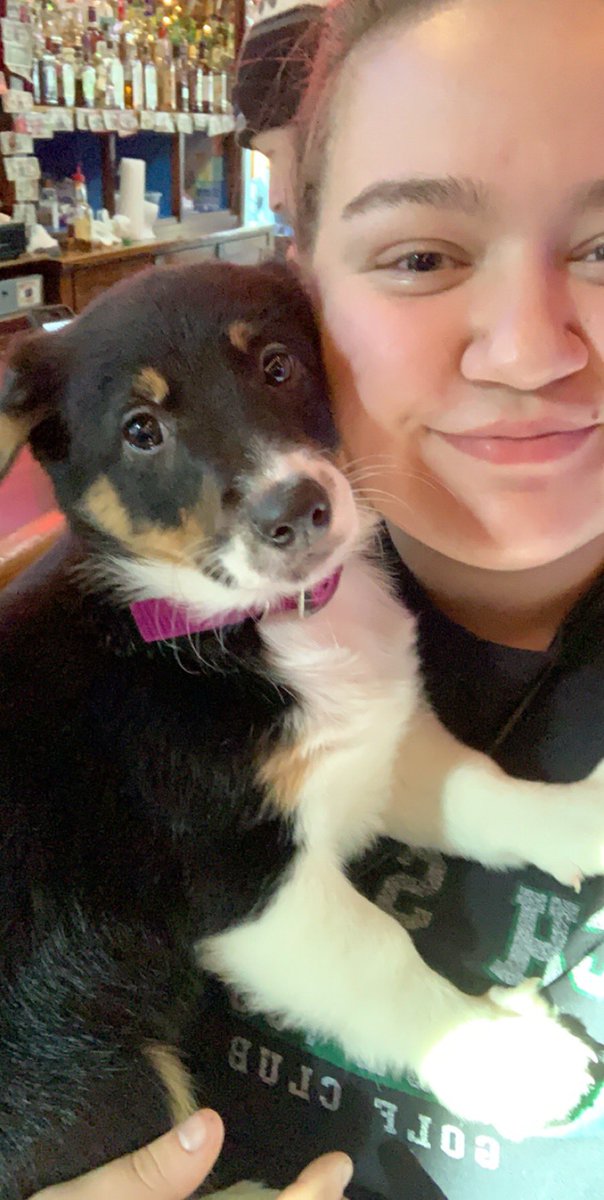 champcreates's tweet photo. @LazerKatTV This one isn’t mine but my roommates new dog. Her name is Aspen and she’s a border collie/corgi mix and cute as a button! https://t.co/E0qoRlSkSp