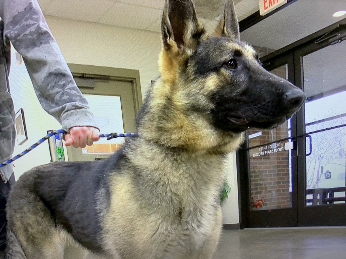 AHerreraReports's tweet image. NASVHILLE PUPS: @ColliervilleAS has taken in these two handsome boys (Jax and Eddie) from Middle TN to help make room at other shelters that were impacted by the tornadoes. Rescue teams also donated supplies to Nashville-area shelters @WMCActionNews5