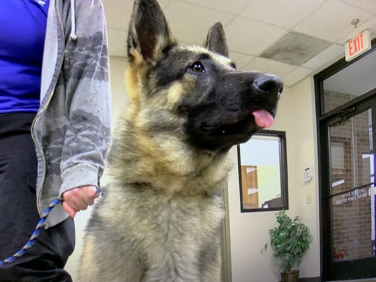 AHerreraReports's tweet image. NASVHILLE PUPS: @ColliervilleAS has taken in these two handsome boys (Jax and Eddie) from Middle TN to help make room at other shelters that were impacted by the tornadoes. Rescue teams also donated supplies to Nashville-area shelters @WMCActionNews5