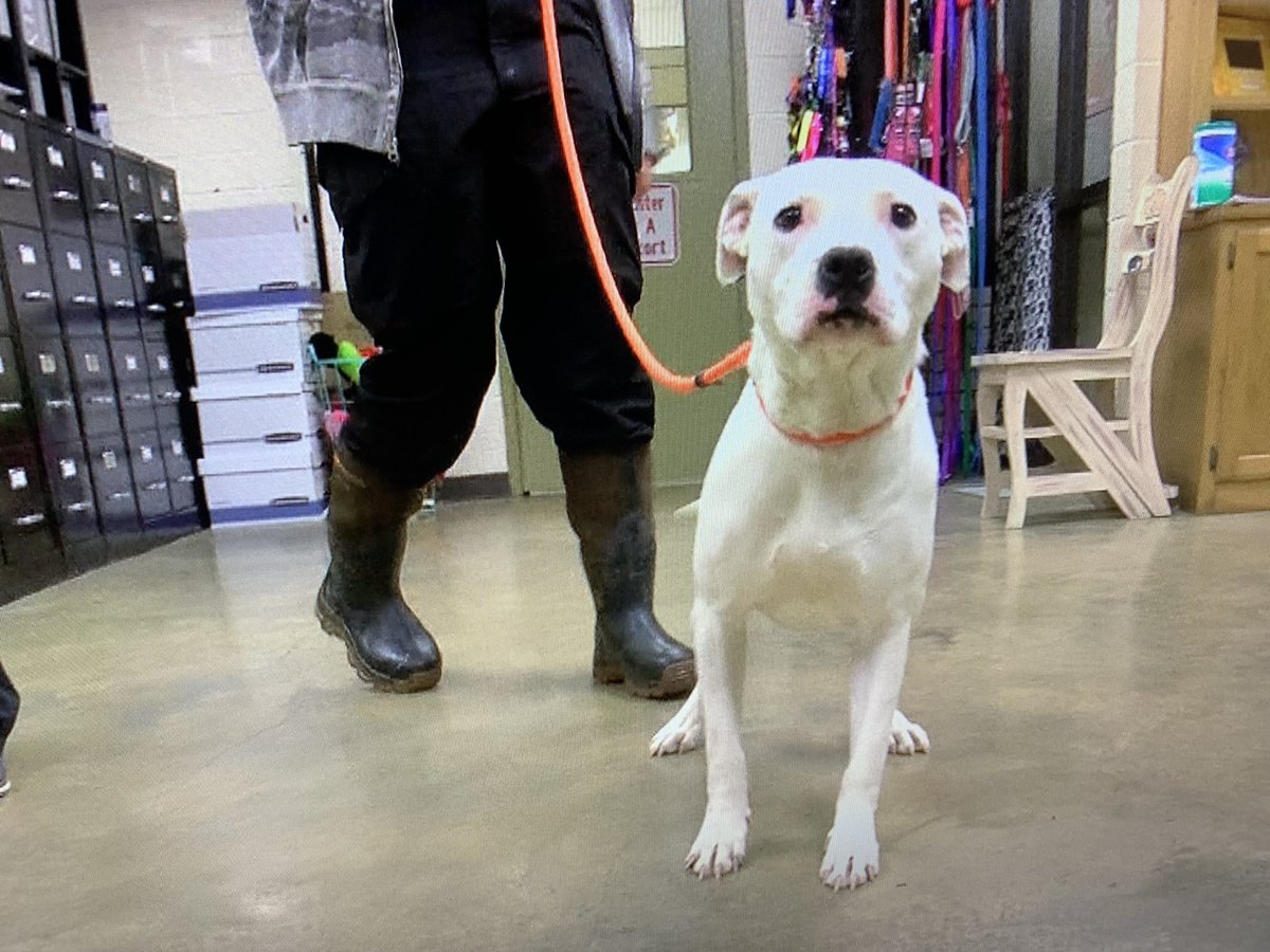 AHerreraReports's tweet image. NASVHILLE PUPS: @ColliervilleAS has taken in these two handsome boys (Jax and Eddie) from Middle TN to help make room at other shelters that were impacted by the tornadoes. Rescue teams also donated supplies to Nashville-area shelters @WMCActionNews5