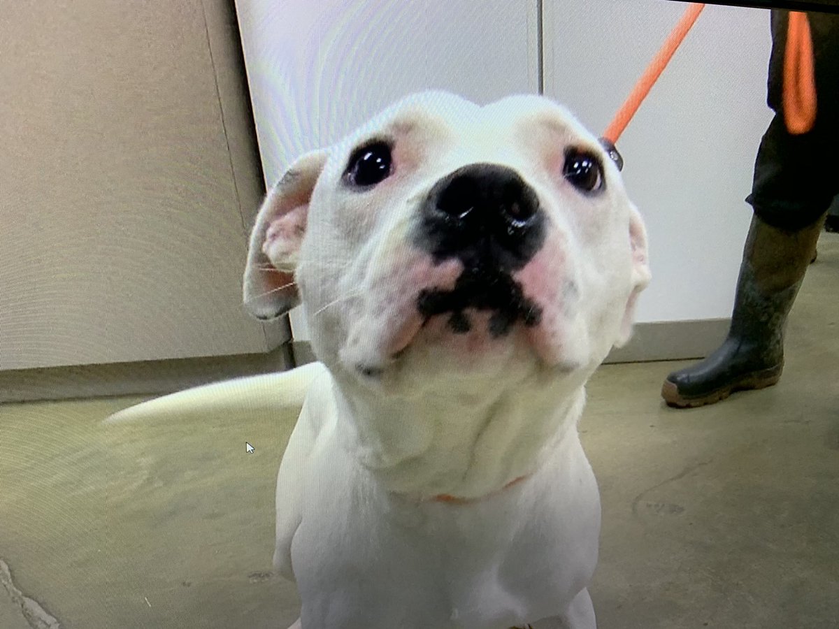 AHerreraReports's tweet image. NASVHILLE PUPS: @ColliervilleAS has taken in these two handsome boys (Jax and Eddie) from Middle TN to help make room at other shelters that were impacted by the tornadoes. Rescue teams also donated supplies to Nashville-area shelters @WMCActionNews5