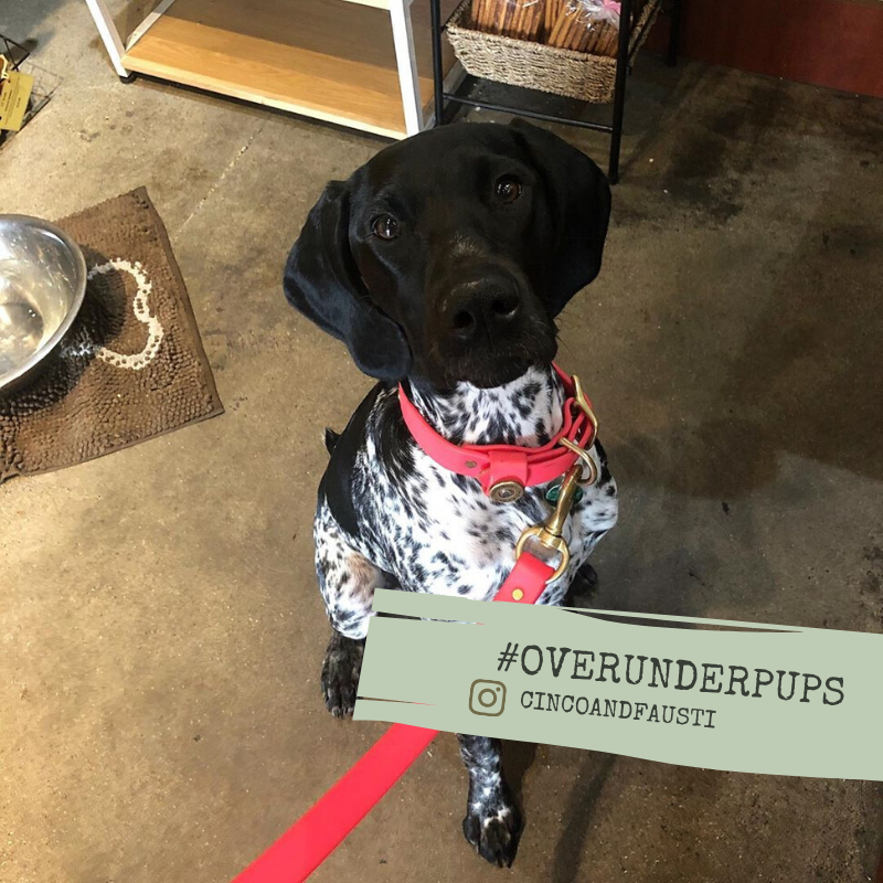 Over_Under_Co's tweet photo. With eyes like those, how could we say no to gifting another one of our collars? #OverUnderPups https://t.co/UtjYILiK2B https://t.co/xrfr9eYIqZ