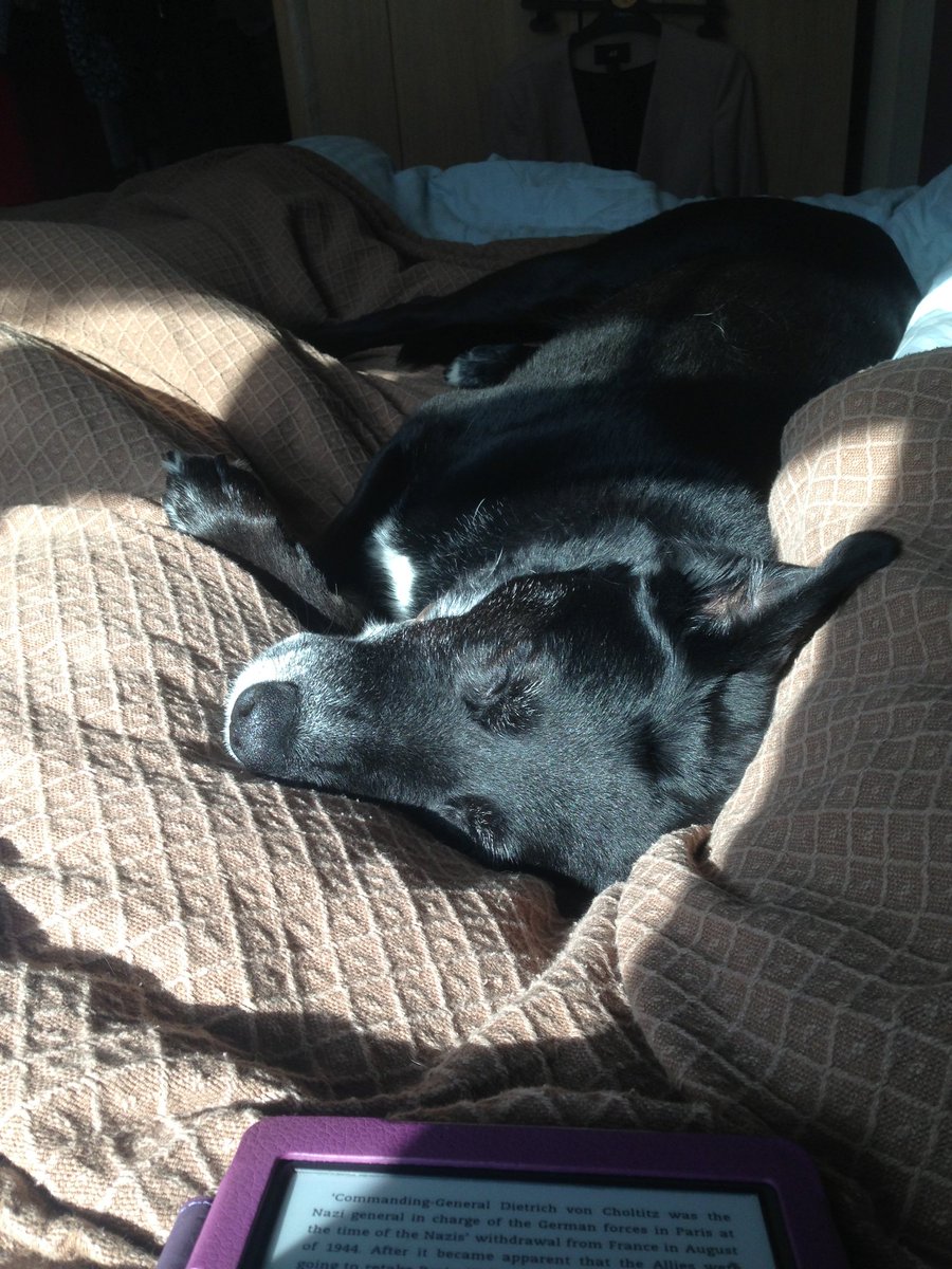 becausemilly's tweet photo. 21.06.2014 💕 Remember a day every day 💕 #becausemilly #lazymornings #socontent #lovedsomuch #colliecross #rescue #senior #reactivedog #alwaysloved #neverforgotten #dogsoftwitter https://t.co/52ohtEnjfw 🐾 https://t.co/eZzlBdjVS4