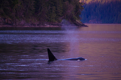 ITProviderNet's tweet image. You need to move to the purple ocean. Find out how differentiating yourself is the key to success in your MSP bit.ly/msp-usp
#Podcast #WeAreIT