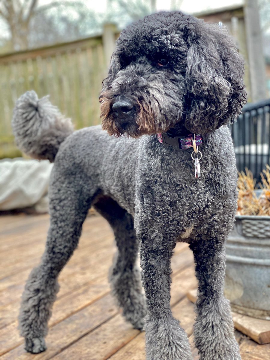 lulu is a poodle (@LuluNReed) / Posts / X